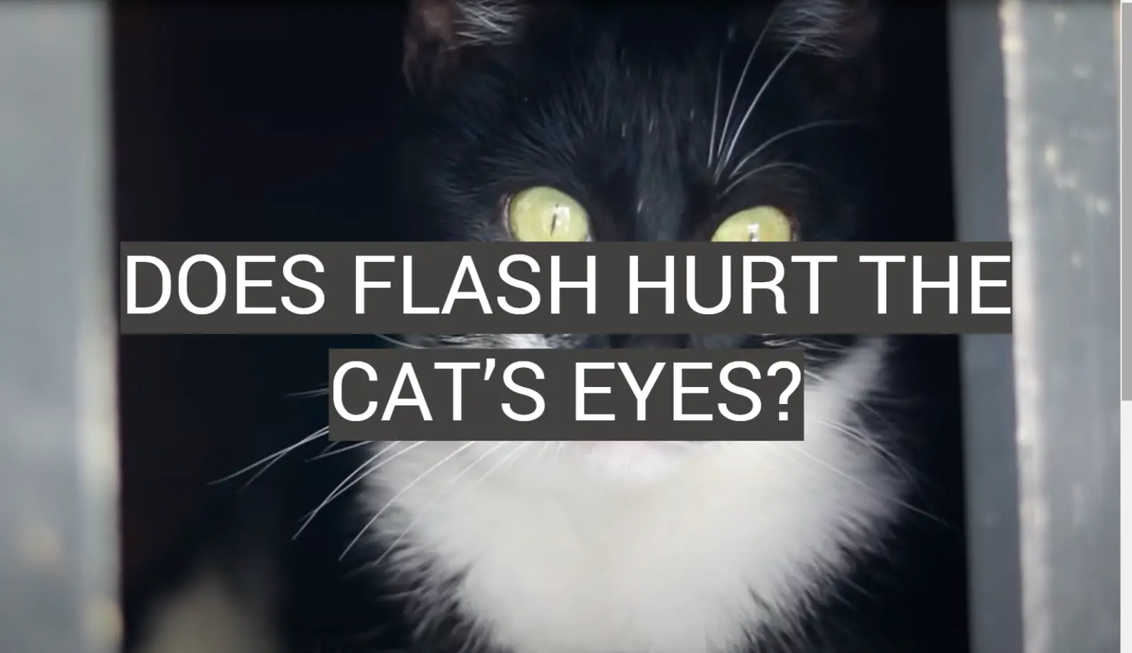 Does Flash Hurt the Cat’s Eyes?