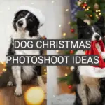 Dog Christmas Photoshoot Ideas