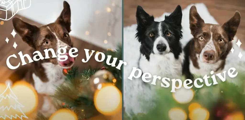 8 of The Cutest Dog Christmas Photo Ideas to Try
