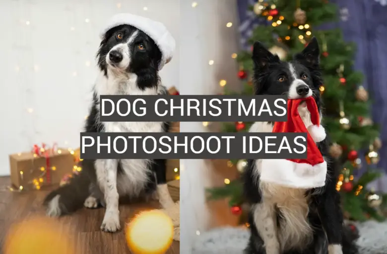 dog-christmas-photoshoot-ideas-fotoprofy