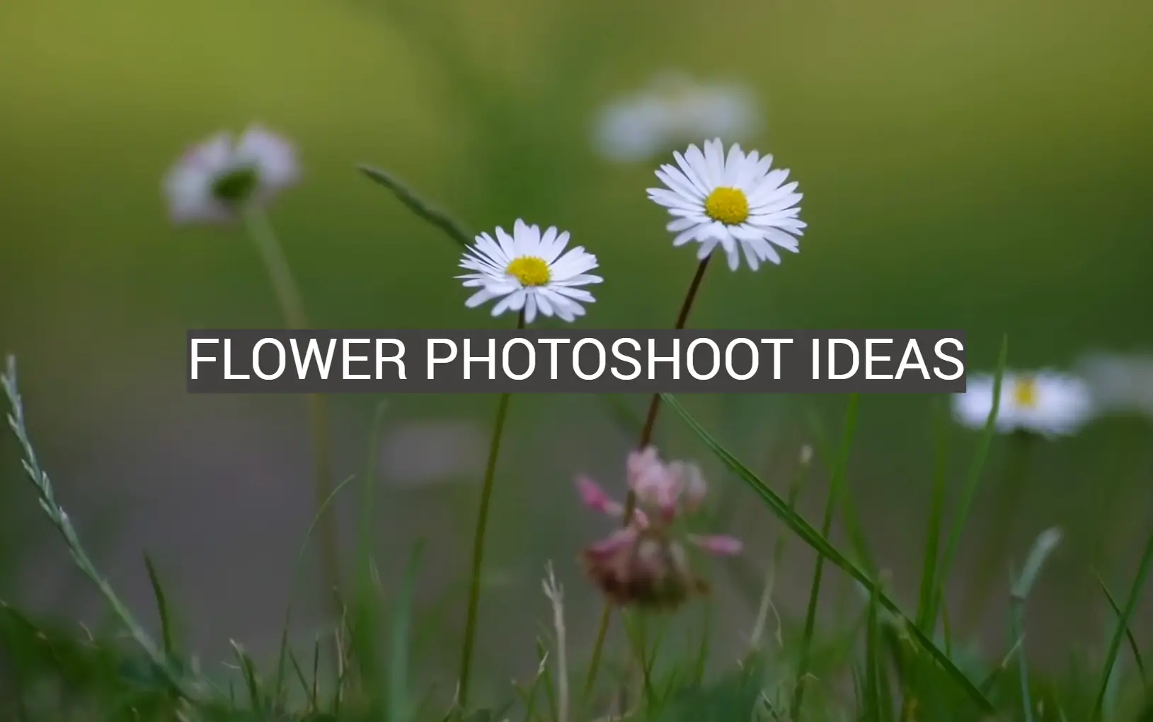 Flower Photoshoot Ideas