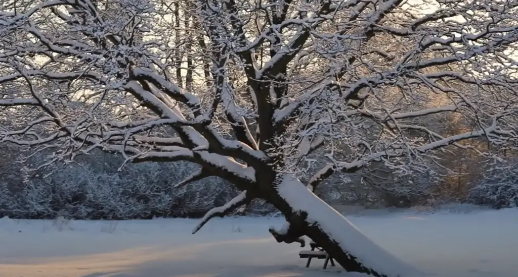 Awesome Winter Photography Tips