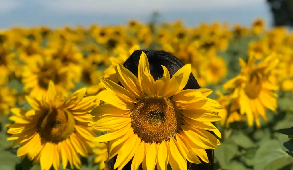The Best Time Of Year For Sunflower Photography