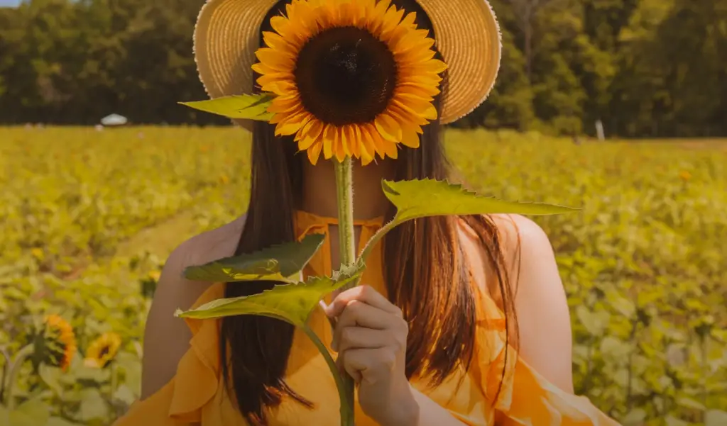 How Do You Pose In A Field Of Sunflowers