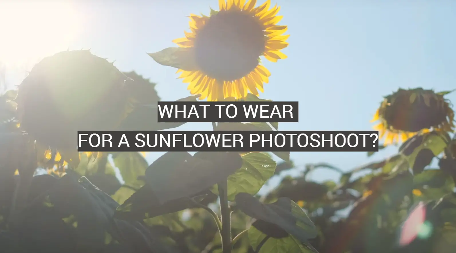 What to Wear for a Sunflower Photoshoot?