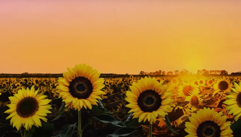 Sunflower Field Photoshoot Ideas to Try