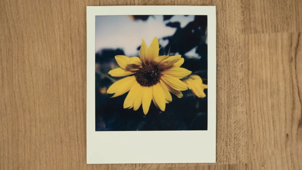 How Do I Make My Polaroid Brighter?