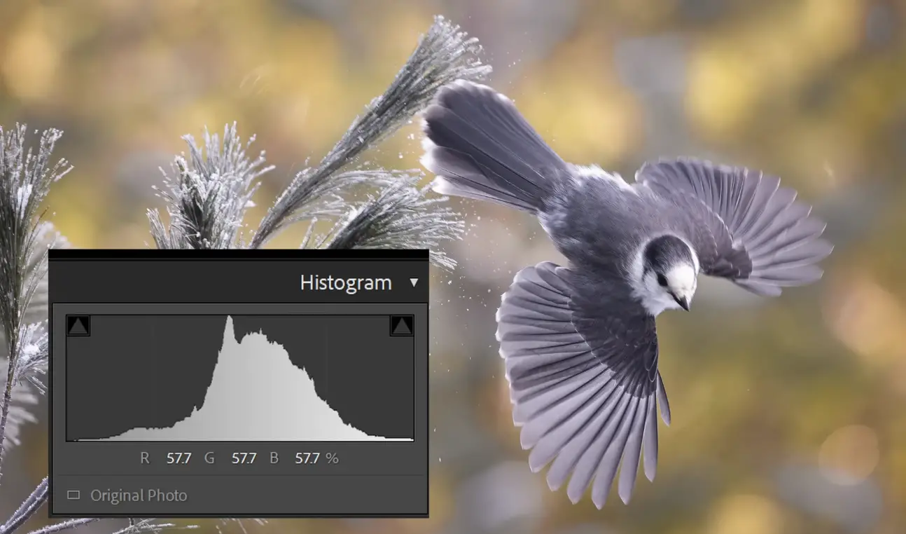 WHAT DOES FULL BLOWN MEAN visual data 5