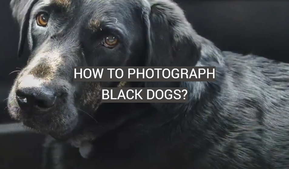 How to Photograph Black Dogs?